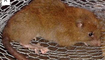 Императорская крыса (Uromys imperator) — особенности и диковинки