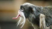 Тамарины: интересные факты о маленьких обезьянках с большими глазами