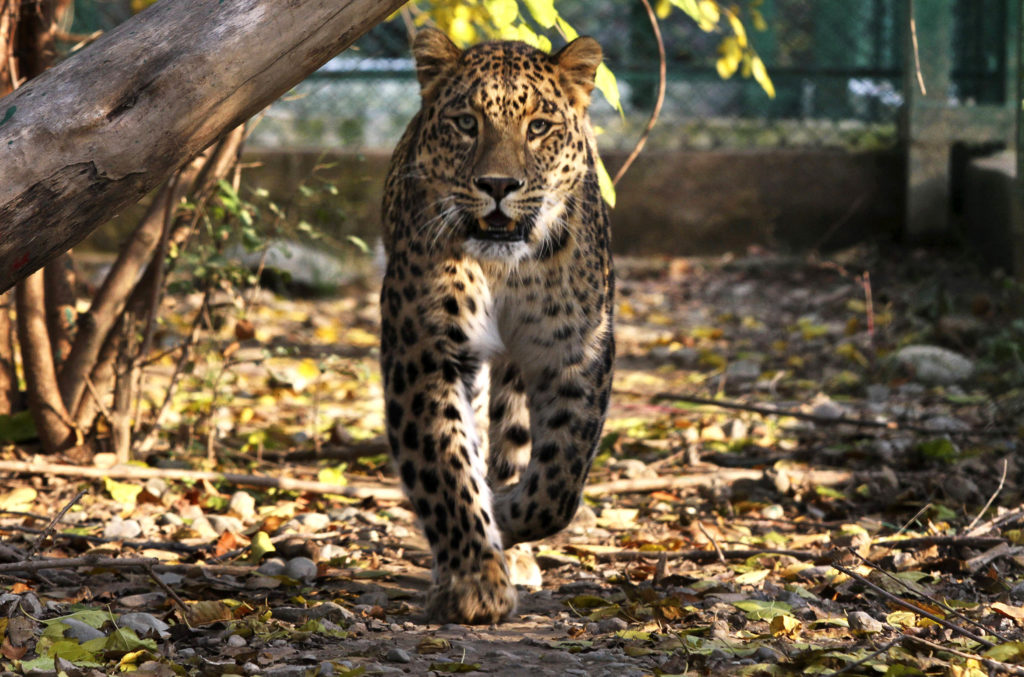 Индийский леопард