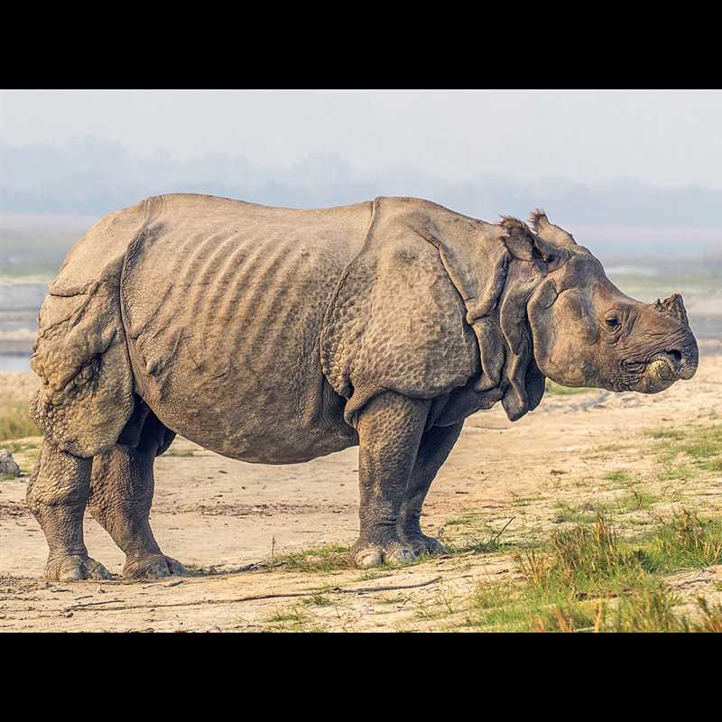 Методы мониторинга популяции индийского носорога: