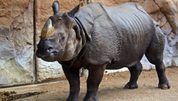 Индийский носорог — жизнь и защита уникального вида
