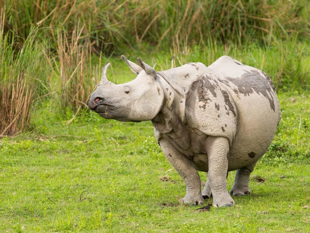индийский носорог