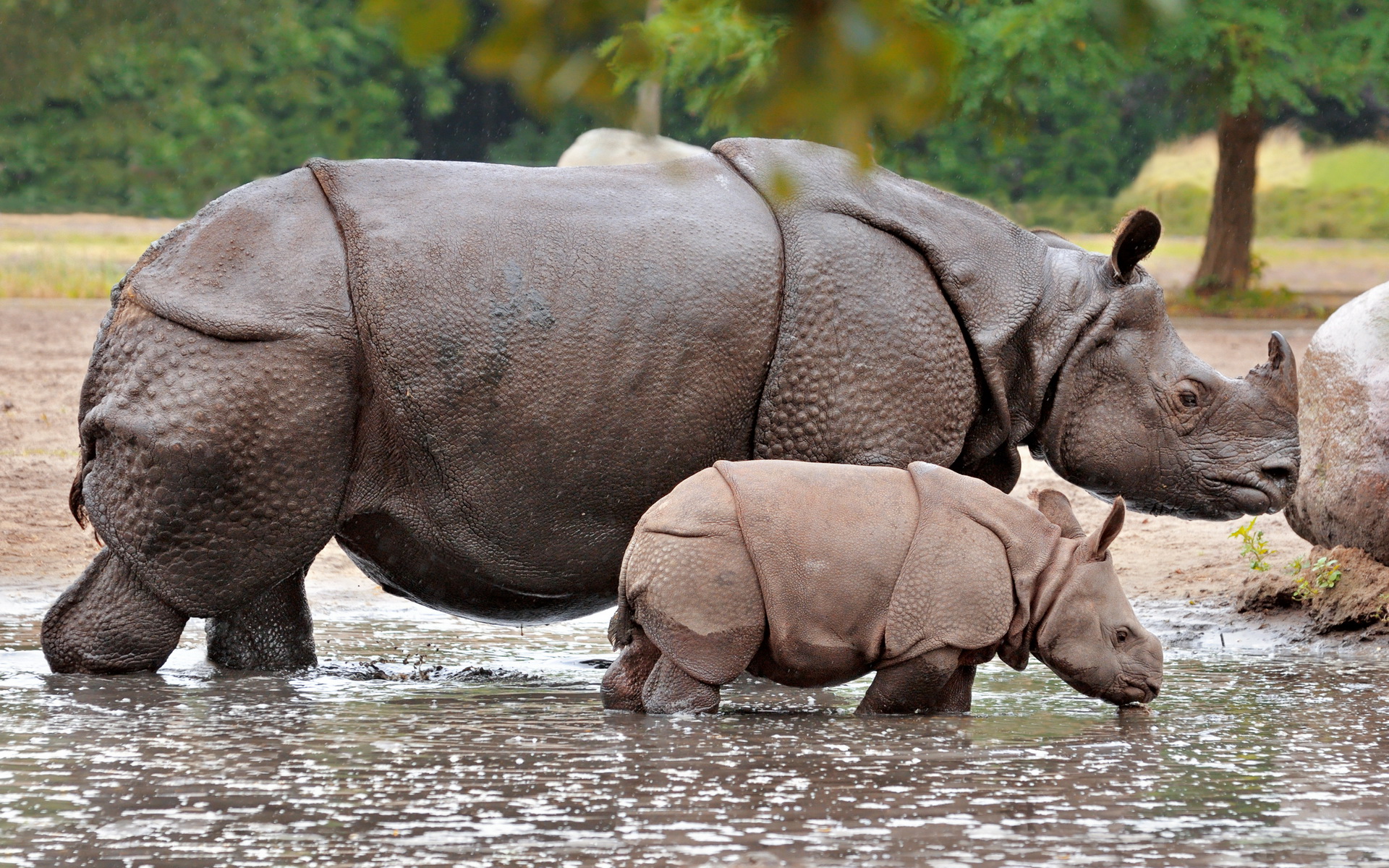 Носорог это какое животное. Яванский носорог. Индийский носорог (Rhinoceros unicornis). Носорог яванский Индонезия. Индийский и яванский носорог.