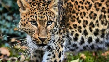 Индокитайский леопард — особенности и охрана вида