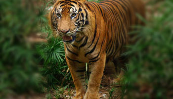Индокитайский тигр — младший брат Бенгальского тигра