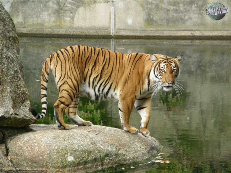 Индокитайский тигр