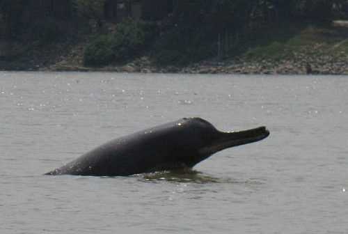 Удивительные способности индского дельфина