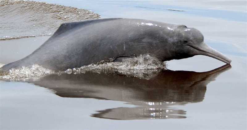 Индский дельфин, или малый гангский дельфин (Platanista minor)