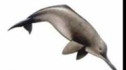 Индский дельфин — особенности и характеристики