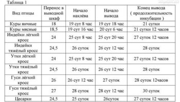 Индюшиные яйца: режимы инкубации в таблице, какая температура и сроки
