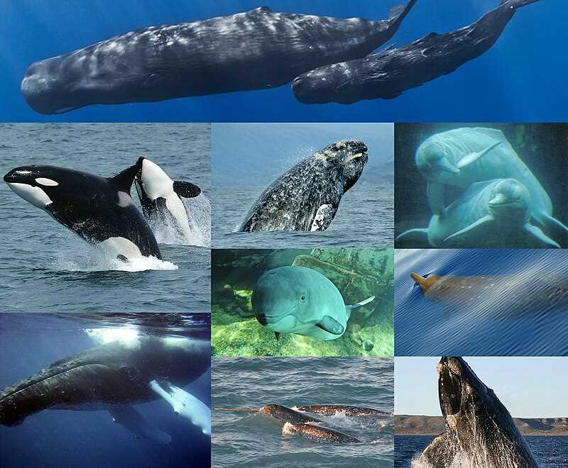Разнообразие китов в Гренландской арии