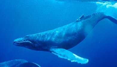 Уникальные особенности китов