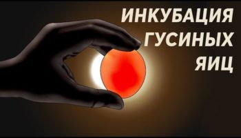 Инкубация гусиных яиц в домашних условиях