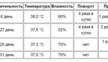 Инкубация индоуток