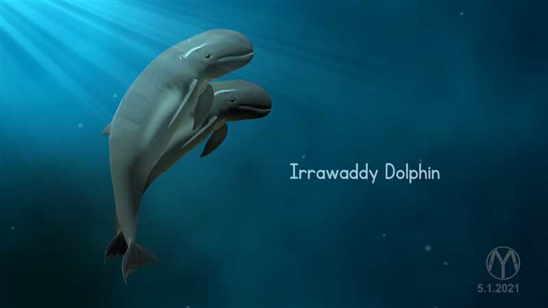 Сходство с другими видами дельфинов