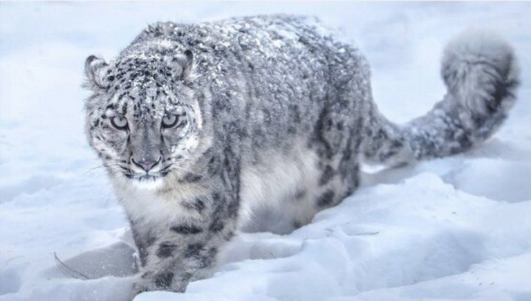 Ирбис: особенности, ареал обитания и охрана снежных барсов