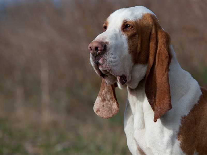 Испанская гончая (Сабуесо эспаньол): плюсы и минусы породы собак