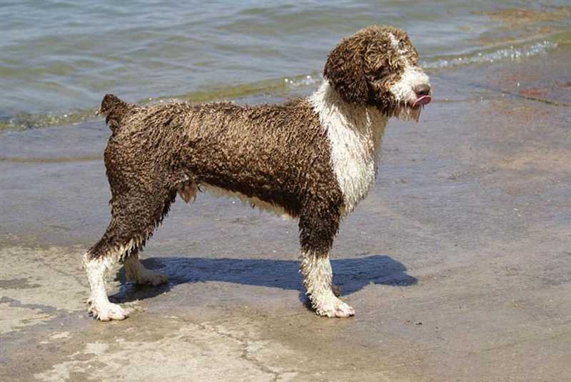 Плюсы породы Испанская водяная собака