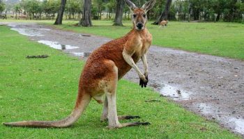 Уникальные исполинские кенгуру: вглядитесь в потрясающую природу Австралии