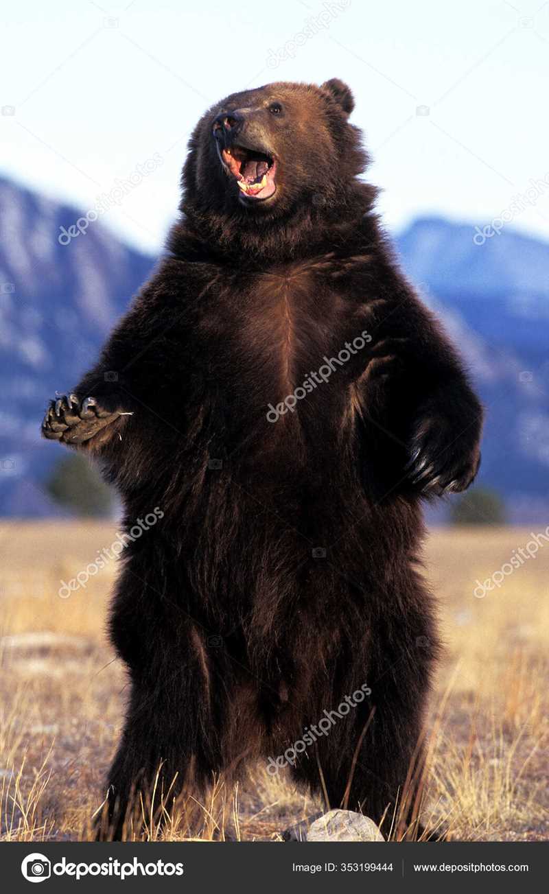 Питание кадьяка (медведя)