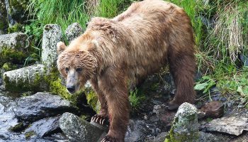 Кадьяк — огромный медведь Аляски