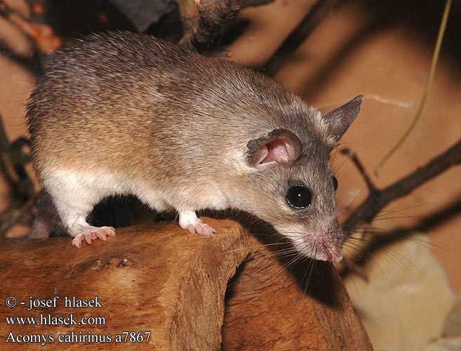 Каирская мышь или Каирская иглистая мышь (Acomys cahirinus)