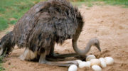 Как часто несутся страусы, сколько яиц в месяц