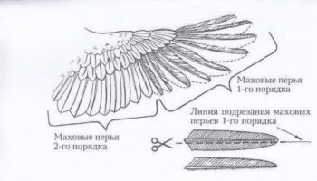 Как подрезать крылья индюкам?