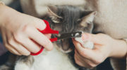 Как подстричь когти кошке самостоятельно: быстро и безболезненно