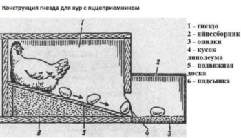 Как построить гнезда для кур несушек: размеры и технология