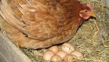 Как правильно выбрать кур-несушек и содержать их для продажи яиц?