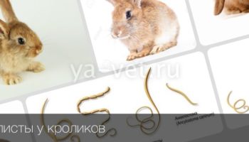 Как распознать и вылечить глисты у кроликов