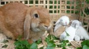 Как разводить кроликов в домашних условиях?