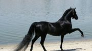 Какая лошадь самая дорогая в мире?