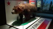 Калифорнийский бурый медведь — вымерший символ дикой природы