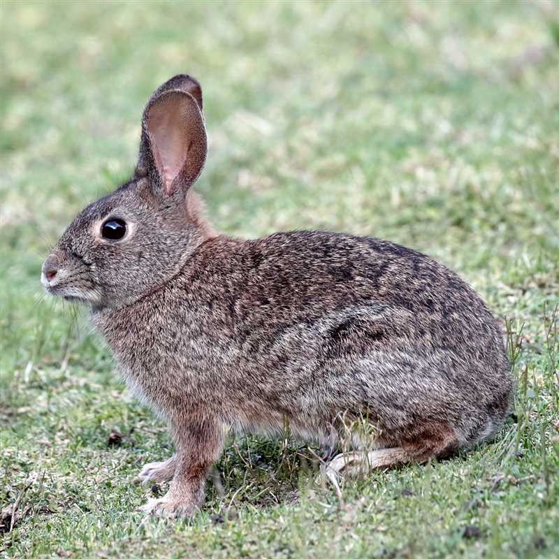 Роль калифорнийского кролика в экосистеме