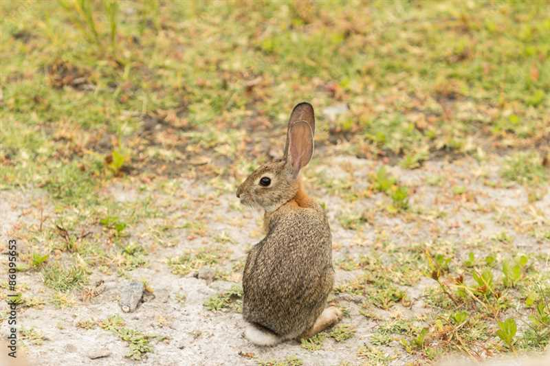 Калифорнийский кролик (Sylvilagus bachmani)