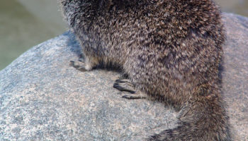 Калифорнийский суслик (Otospermophilus beecheyi)