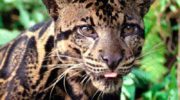 Калимантанский дымчатый леопард — уникальный обитатель острова Борнео