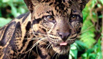 Калимантанский дымчатый леопард — уникальный обитатель острова Борнео