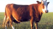 Калмыцкая корова: характеристики породы, преимущества и недостатки, правила ухода