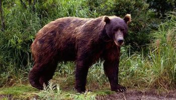 Камчатский бурый медведь — особенности и сохранение вида
