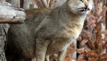 Камышовый кот, хаус, болотная рысь (Felis chaus): описание, фото, особенности
