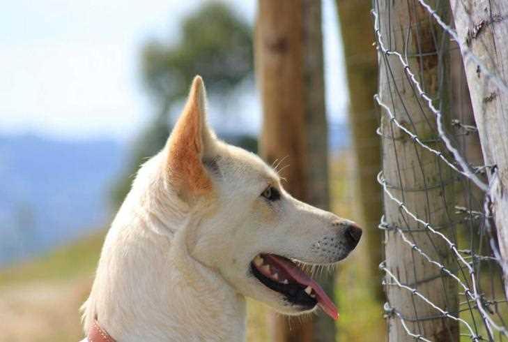 Кан де паллейро: особенности породы собак в таблице, их плюсы и минусы