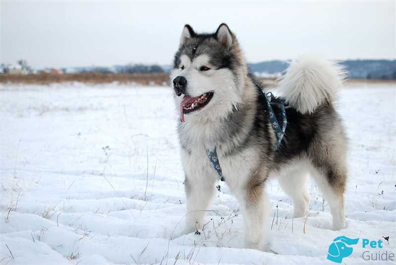 Здоровье канадской эскимосской собаки