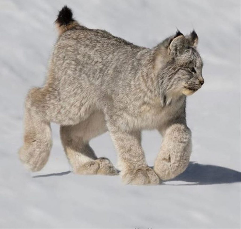 Канадская рысь (Lynx Canadensis)