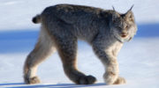 Род Рыси (Lynx): 4 вида с фото и описаниями, особенности, поведение