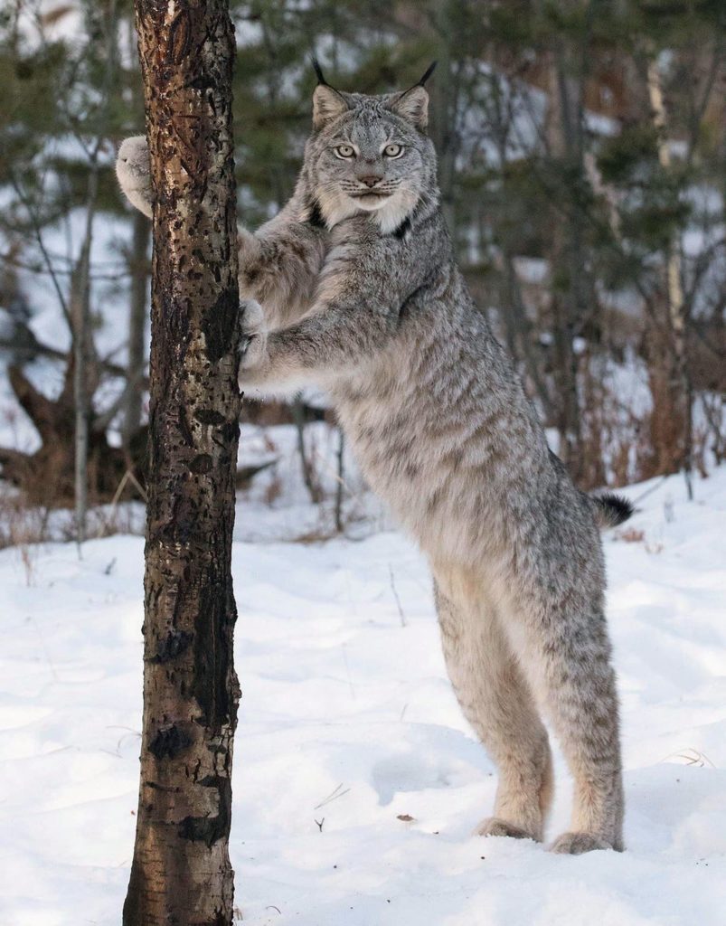 Канадская рысь (Lynx Canadensis)