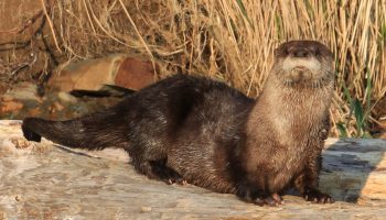 Канадская выдра (Lontra canadensis)