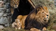 Капский лев — исчезнувший символ Южной Африки